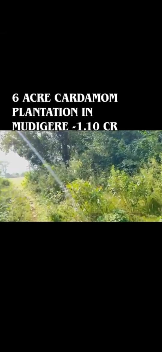*property id 5182*  🌿 *6 Acre Boundary Land with Cardamom Plantation* – Mudigere